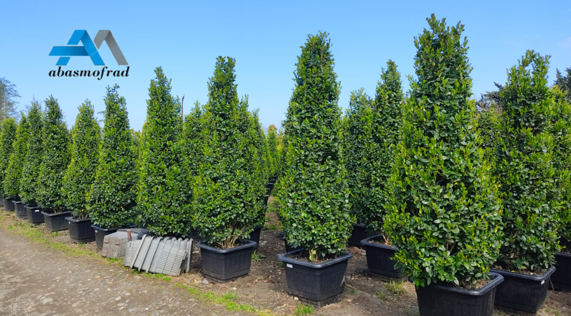 خرید درختچه یاس هلندی با قیمت فروش عمده از تولیدی